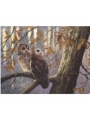 Tawny Owls In Autumn Wood