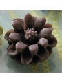 Whimsey Mini Petals- Brown